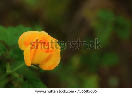 Yellow roses is blooming in the garden of Thailand. This image was blurred or selective focus.