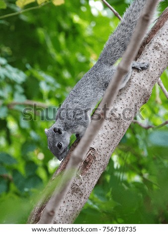 Grey Squirrel climbing on a tree branch with lush green foliage.