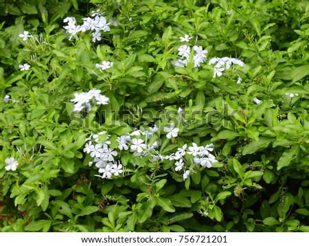 White tiny flowers and bunch of green leafs / leaves
