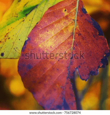 Autumn colourful leaves