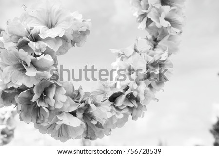 Beautiful flower for background or backdrop. This image was blurred or selective focus. Black and white picture.
