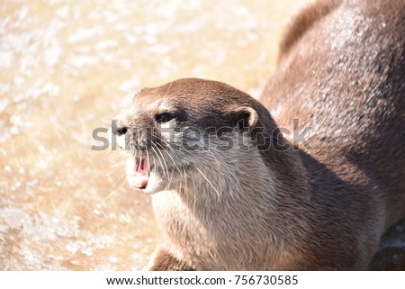 
Otter kawauso animal