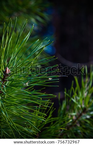 Green branch of a fir with young needles. Shallow depth of field. Selective focus. Toned.