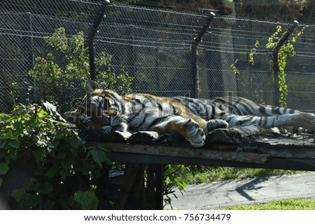sleeping tiger animal