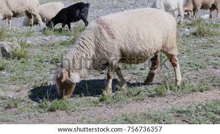 Group of sheep gazing, walking and resting on a green pasture in Altai mountains. Siberia, Russia.