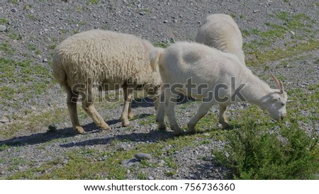 Group of sheep gazing, walking and resting on a green pasture in Altai mountains. Siberia, Russia.