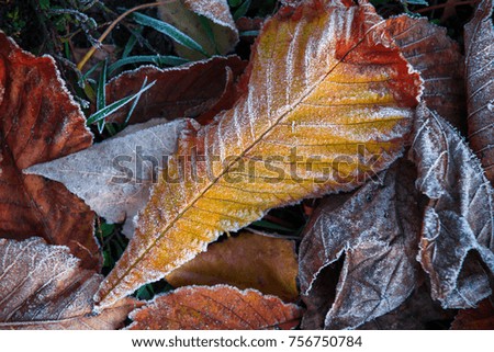 Frosted autumn color leaves on green grass