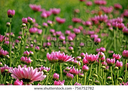 Chrysanthemum in the garden