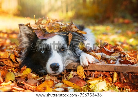 Lying border collie in colorful autumn leaves