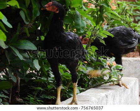 Indian Skinny Rooster roaming in field to get food on ground. Chicken used for meat