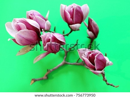 Magnolia on green background