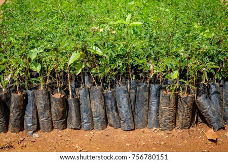 Tree planting Uganda, close up of many small seedlings growing in African soil with plastic protection Royalty-Free Stock Photo #756780151