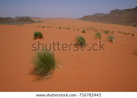 Desert of red sand with some green plants