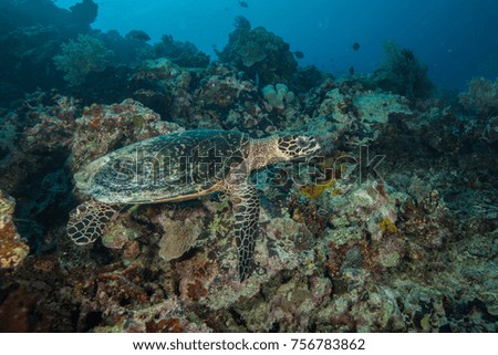 The hawksbill sea turtle Eretmochelys imbricata