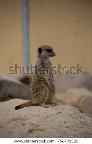Meerkats playing in the sand