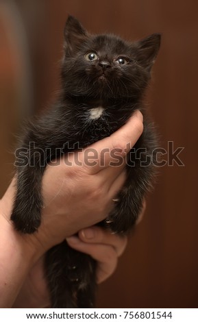 Black kitten in hands