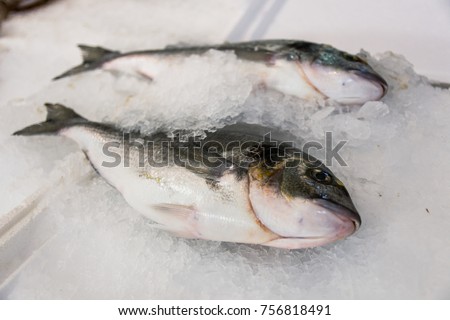 Close-Up Of Gilt-Head Sea Bream Or Sparus Aurata On Ice Lined Up For Sale In The Greek Fish Market