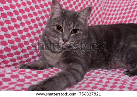 Adorable grey kitten on a colourful quilt. Cute rescue cat in the home. Striped domestic shorthair cat with bright yellow eyes. Happy, healthy, playful kitty. She is 10 months old, a teenage cat.
