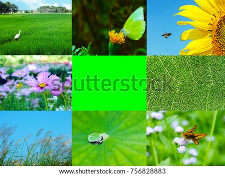 The nature Picture Collection,Flower,Green Leaf