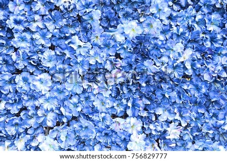 Blue flowers for the background image.