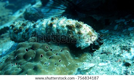 Coral reef. Sea cucumber. Diving. Underwater life. Thailand underwater. High resolution