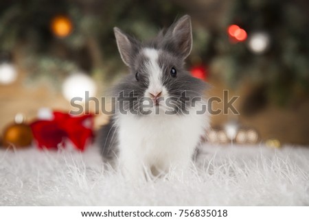 Animal, Rabbit, bunny on Christmas background