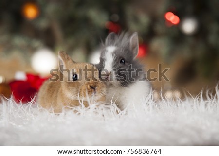 Rabbit, bunny, Gift boxes with red ribbon on Christmas background