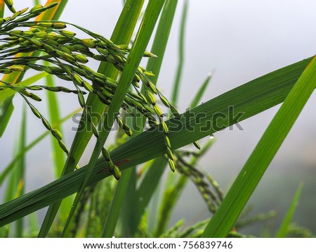 rainy seson with rice field