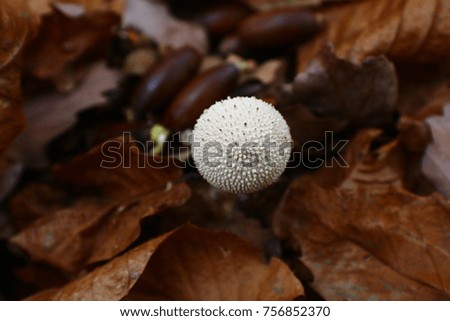 White Mushroom in the woods. Autumn season and leaves. Oak leaves and acorn. Picture taken in French Forest during Autumn season. Close up picture. For the nature lovers. Colors of the autumnal season