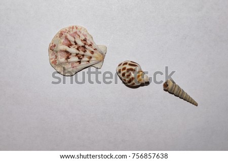 Three seashells on a white background.
