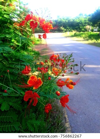 
Red flowers on a green foliage background