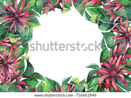 Watercolor star anise. Hand painted natural design on white background