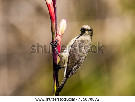 Female Hummingbird  on a flower
