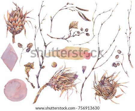 Watercolor set of vintage floral natural elements. Protea flowers, twigs and leaves. Botanical bright classic collection isolated on white background. 