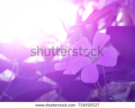 soft focus picture of oxalis triangularis and sunlight in the morning shines with purple leaves. Caused is light pink. Feeling sweet and warm. 