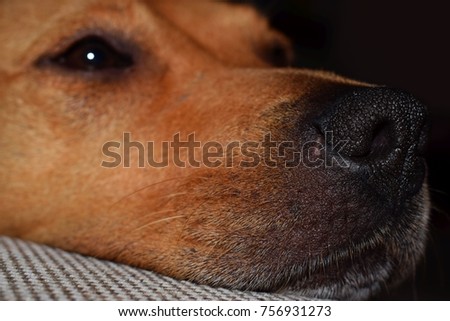 a dog resting on the sofa, close up

