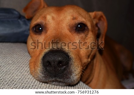 a dog resting on the sofa, close up
