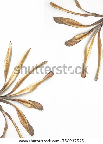 The leaves are framed on a white background.