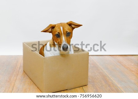 Cute sadness dog sit in the cardboard box.