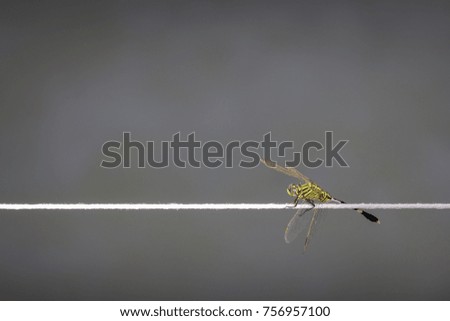 Dragonfly on a white rope