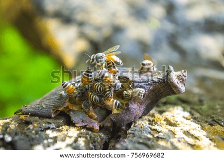 Macro photograph of honey bees.