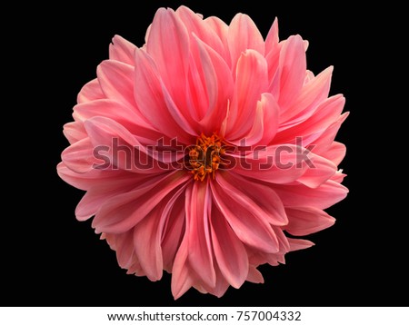 pink flower on a black background isolated with clipping path. Closeup. big shaggy flower. 
