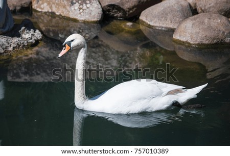 
White swans in a pond