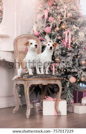 two dogs sit in front of a Christmas tree