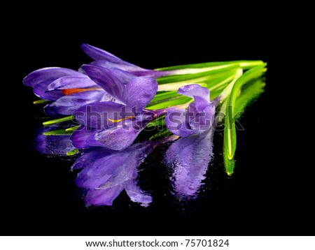 crocus flowers on a black background with water drops