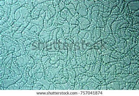 Cyanobacteria in water Royalty-Free Stock Photo #757041874