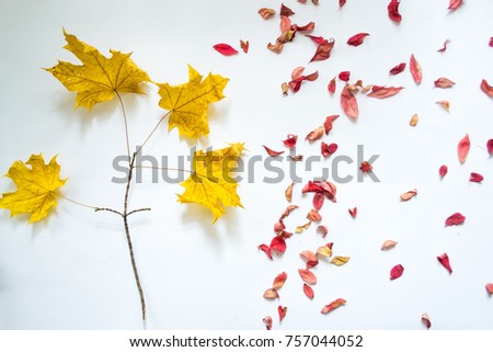 Autumn leaves against white background still life