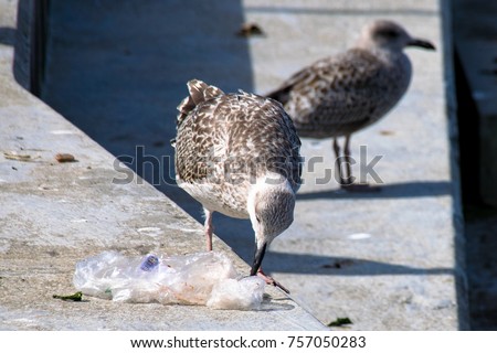 Seagull picking way through discarded plastic bag