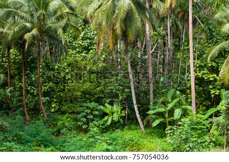 Coconut palms trees and green plants in the tropical forest at Island in Thailand