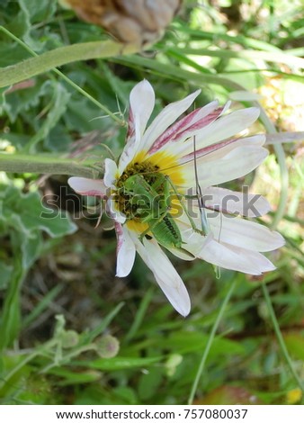 bug kissing flower